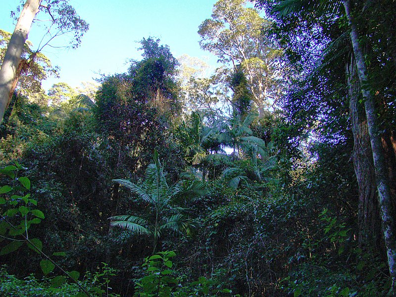 0065_Rainforest.JPG