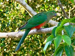 0030_Female_Australian_King-Parrot