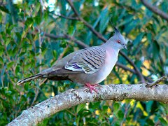 0057_Crested_Pigeon