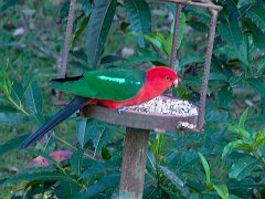 0060_Male_Australian_King-Parrot