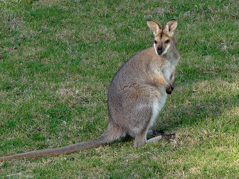 0167_Red-necked_Wallaby.JPG