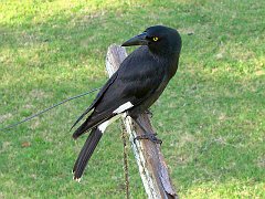 0161_Pied_Currawong