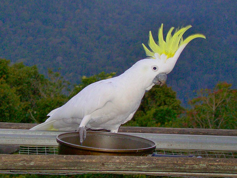 0266_Cockatoo_with_crest_spread.JPG