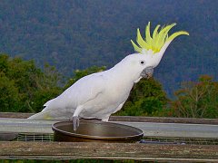 0266_Cockatoo_with_crest_spread
