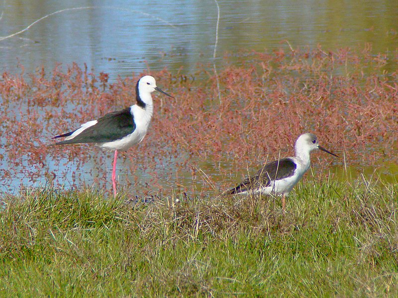 0450_Mature_and_young_Black-winged_Stilt_22X.JPG