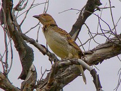 0484_Spotted_Bowerbird_22X_handheld_in_poor_light