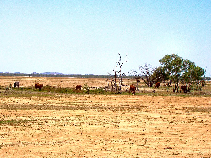 0593_More_cattle_in_a_hot_dry_land.JPG