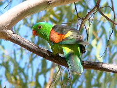 0554_Male_Red-winged_Parrot