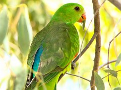 0573_Female_Red-winged_Parrot