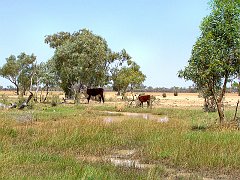 0591_Cattle_by_a_creek