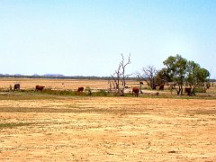 0593_More_cattle_in_a_hot_dry_land