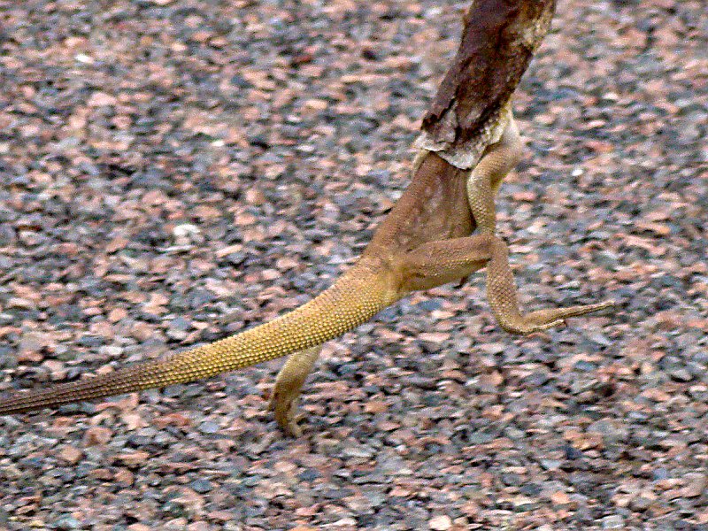 0641_Frill-necked_Lizard_running.JPG