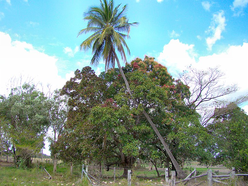 0678_Palm_tree_and_Mango_tree.JPG
