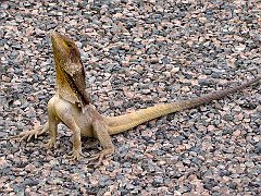 0637_Frill-necked_Lizard