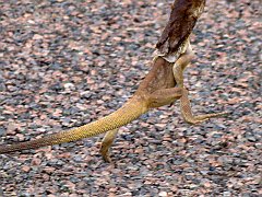0641_Frill-necked_Lizard_running