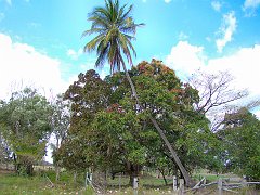 0678_Palm_tree_and_Mango_tree