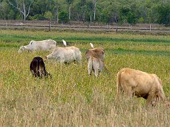 0691_Cattle_Egret_on_cow