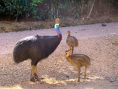 0752_Male_Cassowary_and_chicks