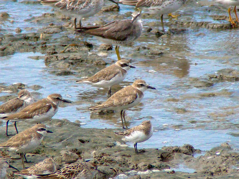 0953_Lesser_and_Greater_Sand_Plovers_in_center.JPG