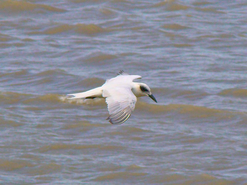 1004_Gull-billed_Tern_in_non-breeding_plumage.JPG