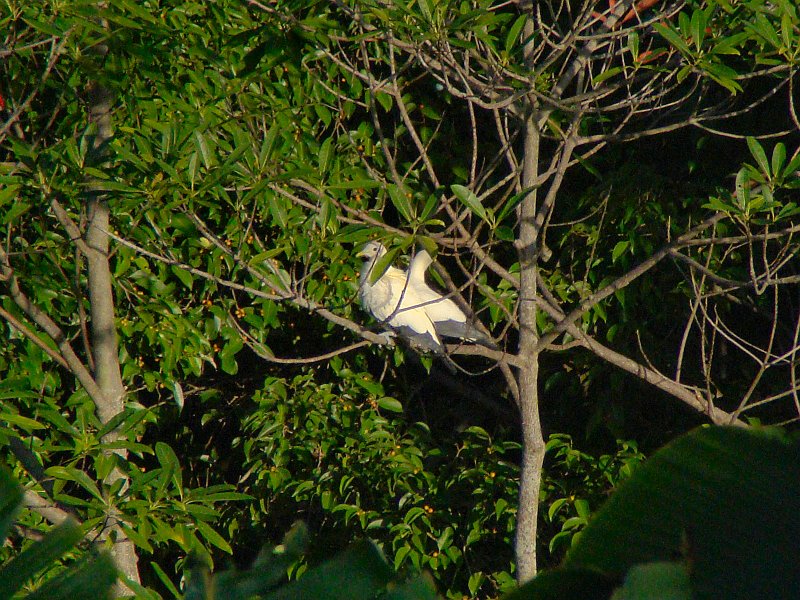 1031_Pied_Imperial-Pigeons_from_balcony_22X.JPG