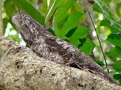 0897_Papuan_Frogmouth_on_nest_of_sticks