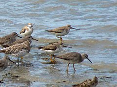 0952_Terek_Sandpipers_with_upturned_bills_and_yellow_legs