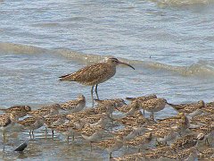 0979_Whimbrel_with_downcurved_bill