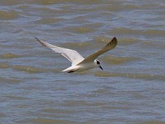 0997_Gull-billed_Tern_flying