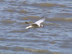 1003_Gull-billed_Tern_flying