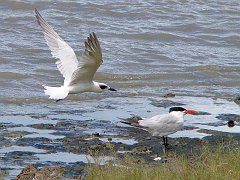 1005_Flying_Gull-billed_Tern_and_standing_Caspian_Tern