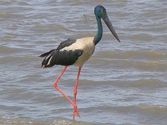 1016_Jabiru_or_Black-necked_Stork