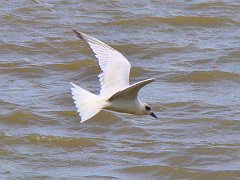 1020_Gull-billed_Tern_flying