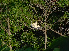 1031_Pied_Imperial-Pigeons_from_balcony_22X