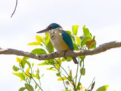 1240_Forest_Kingfisher