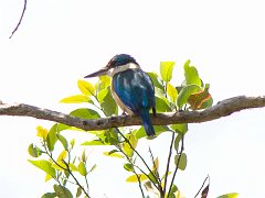 1245_Forest_Kingfisher