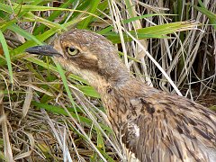 1261_Close-up_of_Bush_Stone-curlew