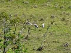 1286_Sarus_Crane_and_two_Brolgas