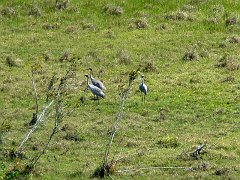 1296_Sarus_Crane_and_two_Brolgas