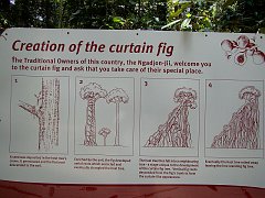 1341_Curtain_fig_tree_story