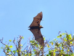 4223_Flying_Fox_aka_Giant_Fruit_Bat