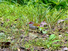 4404_Red-browed_Finch