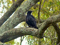 4422_White-winged_Chough
