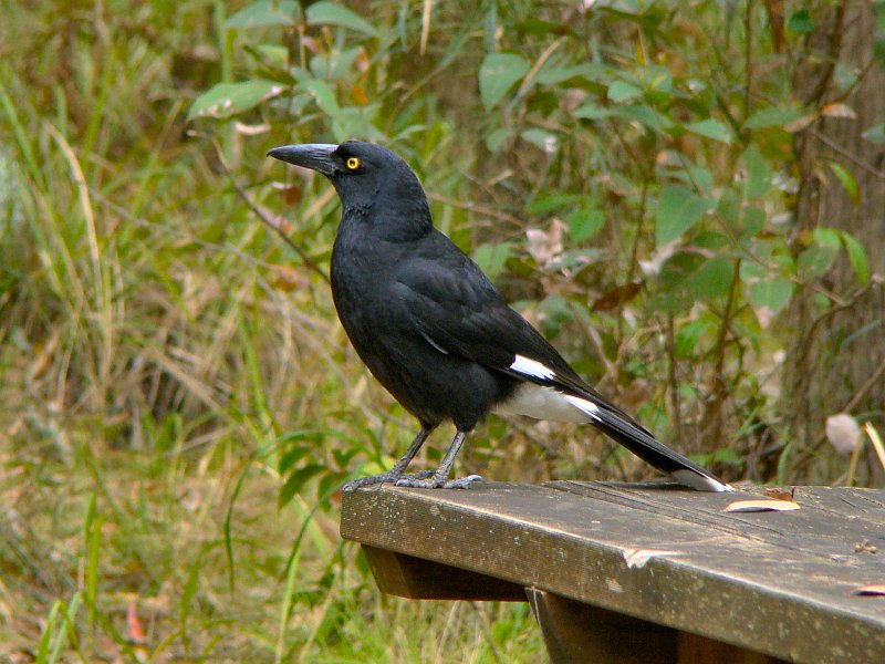 4460_Pied_Currawong.JPG