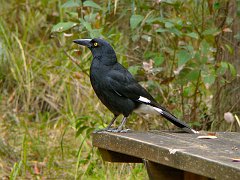 4460_Pied_Currawong