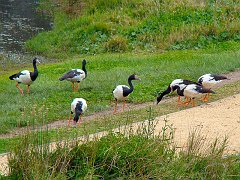 4470_Magpie_Geese