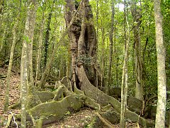 4699_Roots_of_very_old_Strangler_Fig_tree