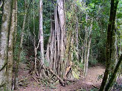 4705_Roots_of_large_strangler_fig_tree