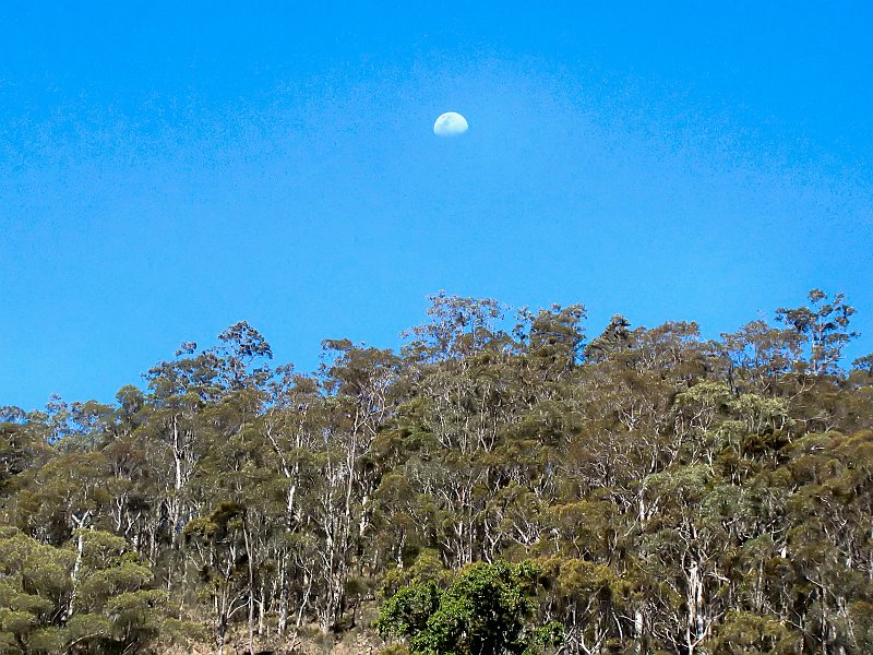 4847_Moon_over_the_forest.JPG