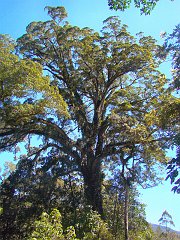4810_Top_of_huge_fig_tree
